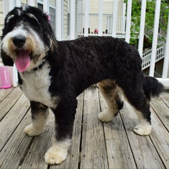 Groomingdale's - Can't even tell she needed dematting of the belly/tail...nicely proportioned "long cut" all around! Cynthia truly has an eye for her work! - Pet Groomers Near Me - Norfolk, Virginia