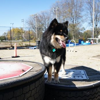 Jackson Bark - Teemu surveys the equipment - Dog Parks Near Me - Chicago, Illinois