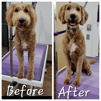 Silky Pet Spa - Waffles came in after being shaved by another groomer (Before), the staff at Silky Pet took a horrible cut and made it 1000x better! (After) - Pet Groomers Near Me - Scottsdale, Arizona Silky Pet Spa - Waffles came in after being shaved by another groomer (Before), the staff at Silky Pet took a horrible cut and made it 1000x better! (After) - Pet Groomers Near Me - Scottsdale, Arizona