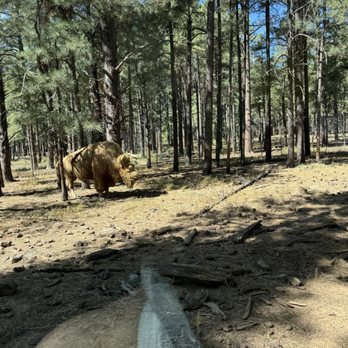 Bearizona - Zoos Near Me - Williams, Arizona Bearizona - Zoos Near Me - Williams, Arizona
