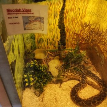 Kentucky Reptile Zoo - Moorish Viper. - Zoos Near Me - Slade, Kentucky