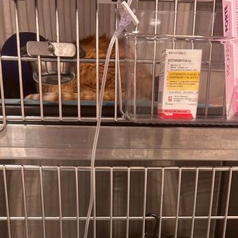VEG ER for Pets - Pure torture conditions at VEG ER! - Emergency Pet Hospital Near Me - Saint Petersburg, Florida