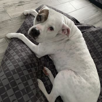 Ani The Pet Nanny - Dog Walkers Near Me - Ocala, Florida