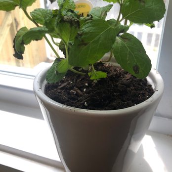 Ginkgo Gardens - Mint and white pot - Nurseries & Gardening Near Me - Washington, DC, District of Columbia Ginkgo Gardens - Mint and white pot - Nurseries & Gardening Near Me - Washington, DC, District of Columbia
