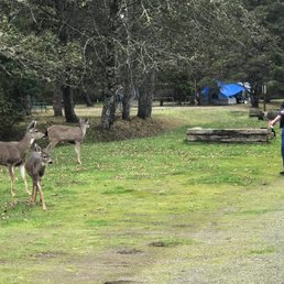 Tossing apple to the deer.