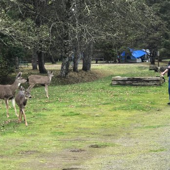 American Sunset Rv Resort - Tossing apple to the deer. - Resorts Near Me - Westport, Washington