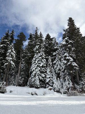 Cypress Mountain by null