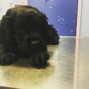 pet care center slauson