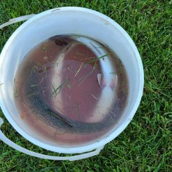 Spring Valley Trout Farm - More fish!