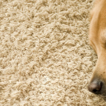 Gemini 24 Hour Carpet Cleaning - Carpet Cleaning Near Me - Wadsworth, Ohio Gemini 24 Hour Carpet Cleaning - Carpet Cleaning Near Me - Wadsworth, Ohio