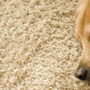 Photo of Gemini 24 Hour Carpet Cleaning