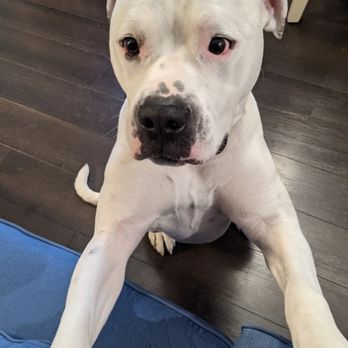 Auntie Zo's Dogsitting - Dog Walkers Near Me