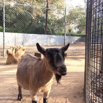 Irvine Regional Park - Petting zoo hanging with my friend - Parks Near Me - Orange, California Irvine Regional Park - Petting zoo hanging with my friend - Parks Near Me - Orange, California