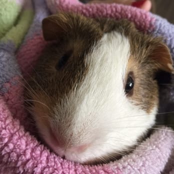 PetSmart - Thor snuggles - Pet Groomers Near Me - San Diego, California PetSmart - Thor snuggles - Pet Groomers Near Me - San Diego, California