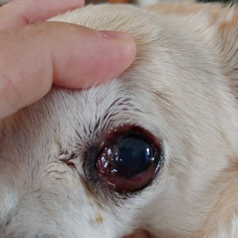 Veterinary Eye Clinic - Veterinarians Near Me - Alhambra, California Veterinary Eye Clinic - Veterinarians Near Me - Alhambra, California
