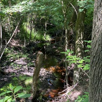 Dismal Swamp State Park - Hiking Near Me - South Mills, North Carolina