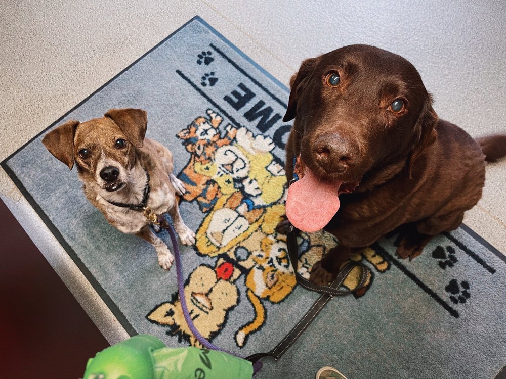 JEFFERSON VETERINARY HOSPITAL Updated September 2024 10 Photos