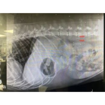 McGrath Veterinary Center - The foreign thing my baby ate. - Veterinarians Near Me - Sherman Oaks, California McGrath Veterinary Center - The foreign thing my baby ate. - Veterinarians Near Me - Sherman Oaks, California