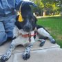Photo of Eisern K9s