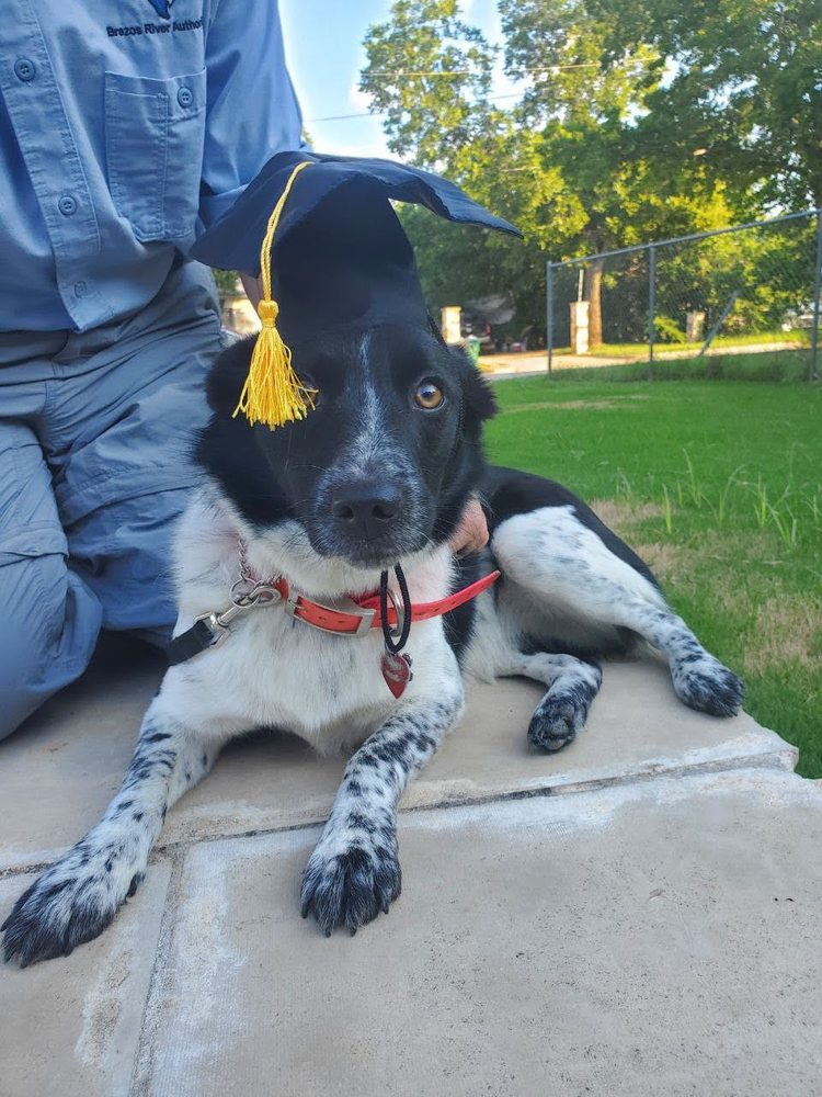 Eisern K9s - pet boarding facility in Greeley, CO