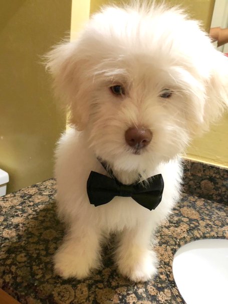 Miami Pet Clinic Image