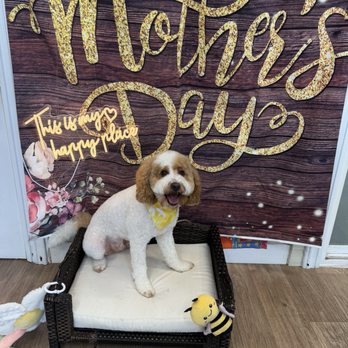 Je Tadore Pet Salon - Pet Groomers Near Me - Montrose, California Je Tadore Pet Salon - Pet Groomers Near Me - Montrose, California