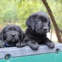 Photo of New Day Labradors