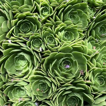 Descanso Gardens - Succulent roses - Botanical Gardens Near Me - La Canada Flintridge, California Descanso Gardens - Succulent roses - Botanical Gardens Near Me - La Canada Flintridge, California