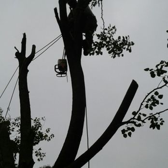Gatling Tree Service - a man cutting a tree with a chainsaw - Tree Services Near Me Gatling Tree Service - a man cutting a tree with a chainsaw - Tree Services Near Me