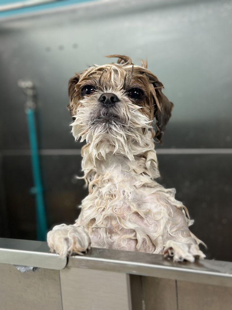 Photo inspiration: Waggedout Grooming Updated May 2026 Request A Quote Photo Inspiration