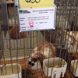 Lane County Fair