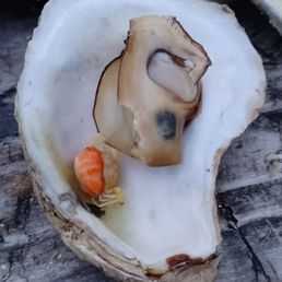 Oysters were very disappointing. $25 for a dozen. 13 of them had a parasitic crab in it. Oysters were very disappointing. $25 for a dozen. 13 of them had a parasitic crab in it.