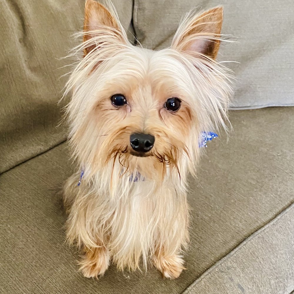 PUPPY MOMO’S MOBILE GROOMING 55 Photos & 18 Reviews Pet Groomers