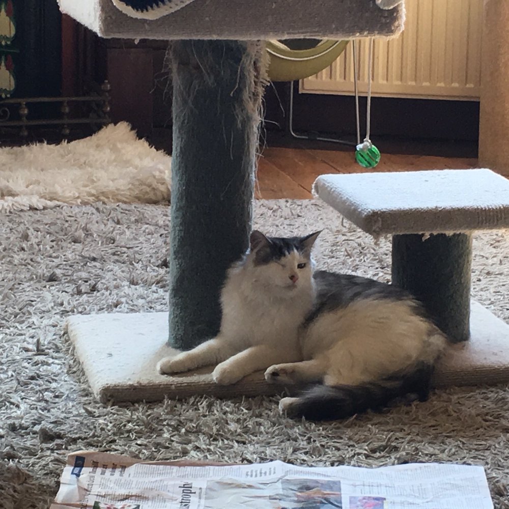 Cat Cafe Melbourne - Themed Cafes Near Me - Melbourne, VIC