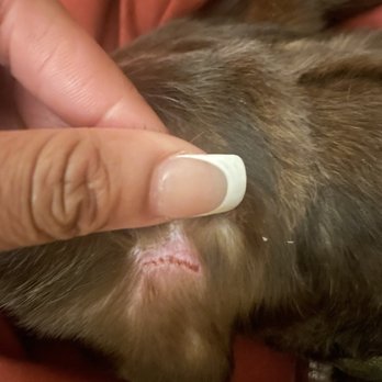 Petco - Lacerations on my dog's ears from the dog groomer at this location. - Pet Stores Near Me - Exton, Pennsylvania Petco - Lacerations on my dog's ears from the dog groomer at this location. - Pet Stores Near Me - Exton, Pennsylvania