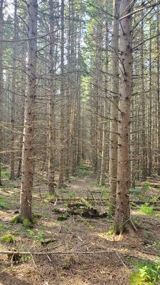 Killarney Provincial Park by null