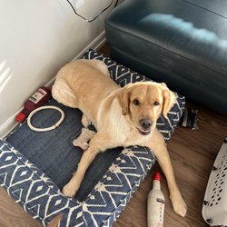 Doggy Spa and Grooming