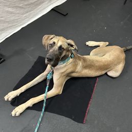 My puppy learning to sit on a mat. My puppy learning to sit on a mat.