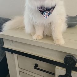 Happy Tails Pet Salon - Azry after the groomer with his new bandana