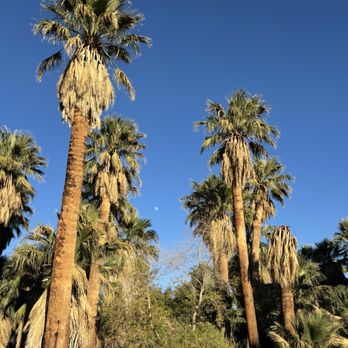 29 Palms Inn - Trees on the property. - Hotels Near Me - Twentynine Palms, California 29 Palms Inn - Trees on the property. - Hotels Near Me - Twentynine Palms, California