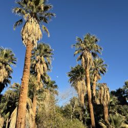 29 Palms Inn - Trees on the property.