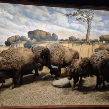 Field Museum - Museums Near Me - Chicago, Illinois