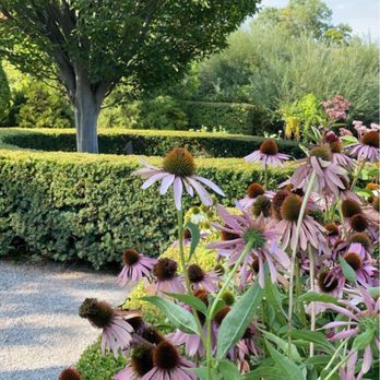 Toronto Botanical Garden - Purple Coneflowers | IG: @nomwithelaine - Botanical Gardens Near Me - Toronto, Ontario Toronto Botanical Garden - Purple Coneflowers | IG: @nomwithelaine - Botanical Gardens Near Me - Toronto, Ontario