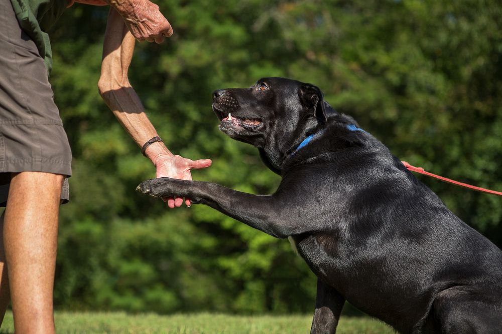 Paws4ever Image
