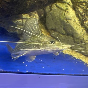Floating Sea Aquatics - Themed Cafes Near Me - Jacksonville, Florida