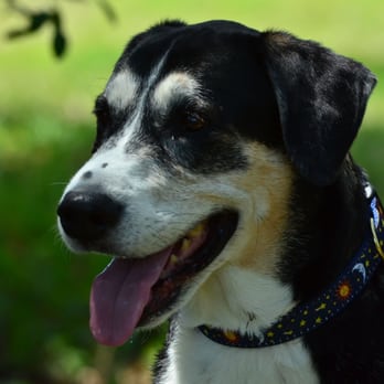 Halo Rescue - Animal Shelters Near Me - Sebastian, Florida