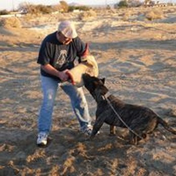 Always Alert Dog Training - Pet Training Near Me - Brooksville, Florida Always Alert Dog Training - Pet Training Near Me - Brooksville, Florida