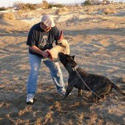 Always Alert Dog Training