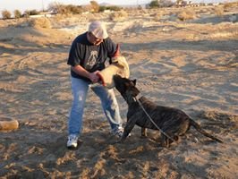 Always Alert Dog Training Image