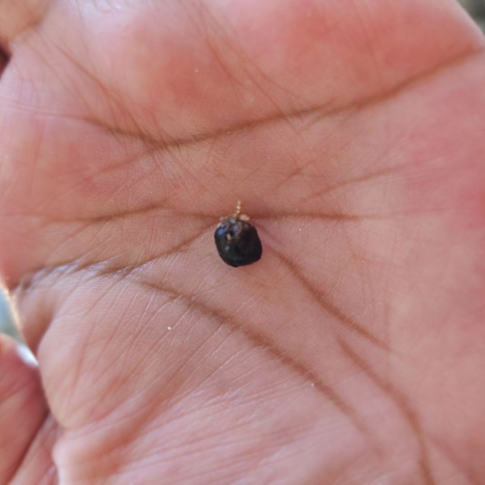 Not sure what this is, but I found it in my democrat... maybe a dried up black bean??? Not sure what this is, but I found it in my democrat... maybe a dried up black bean???